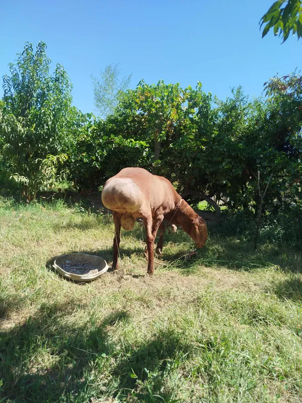 Qoʻchqor sotiladi 4 Qoʻchqor sotiladi 4