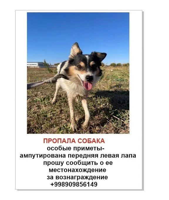 Пропала собака,размер маленький,ампутирована передняя лапа