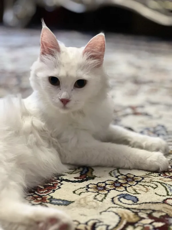 Кошка турецкая ангора 2 Кошка турецкая ангора 2