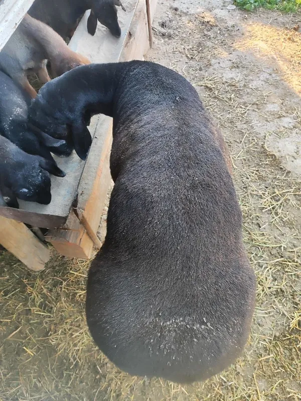 Qochqor sotiladi toza husori Qochqor sotiladi toza husori