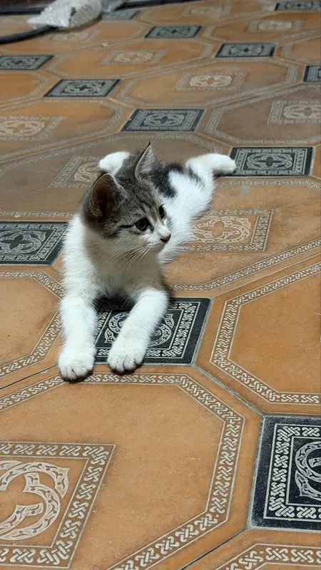Котенок бесплатно — фото 2