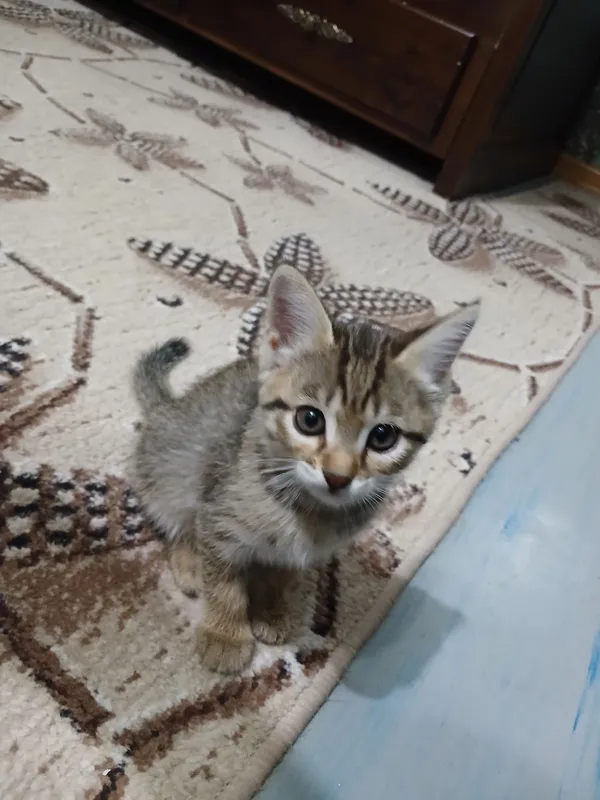 котята бесплатно — фото 3