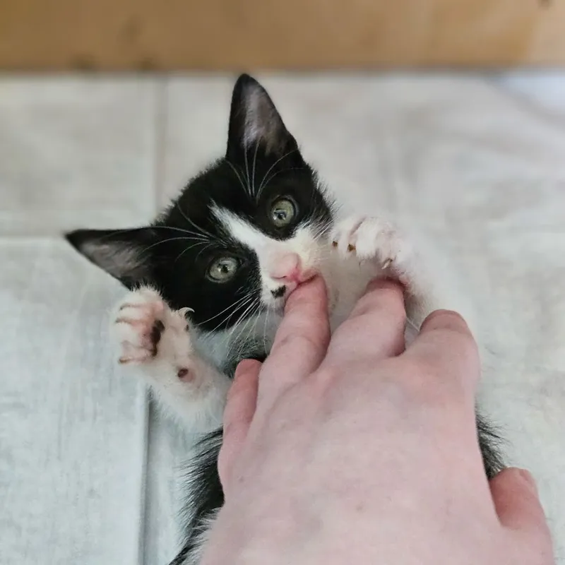 Котята в поисках дома , Ташкент !!! — фото 6