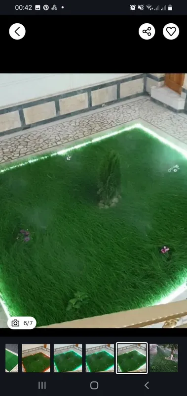 Ispaniya, Daniya gazon urug'lari ekib beriladi.