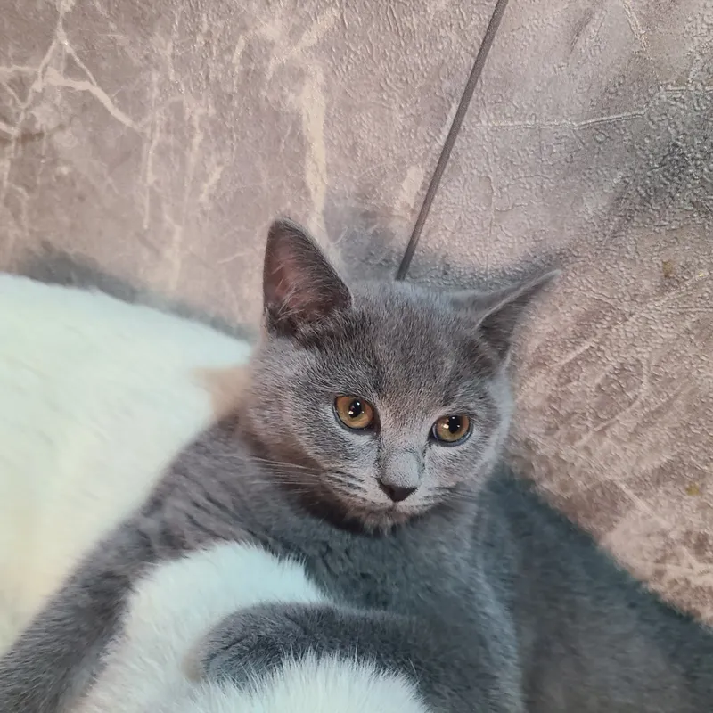 готовы к продаже британские котята — фото 4