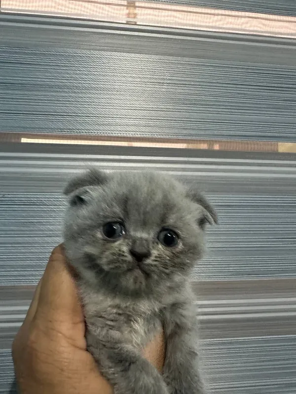 Scottish Fold mushuk — фото 3