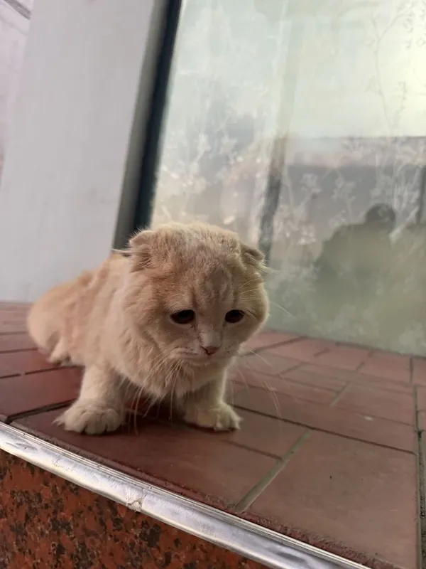 Золотистый шиншилла — фото 2