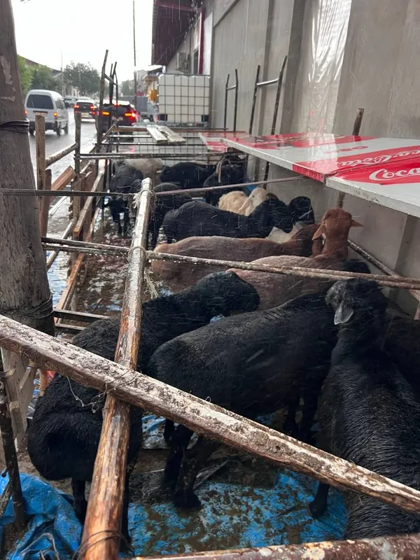 Qurbon hayiti uchun sog‘lom va semiz qo‘ylar sotiladi! — фото 1