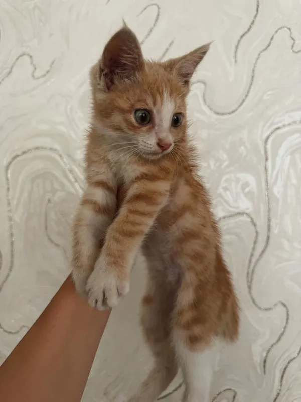 Котенок мальчик в добрые руки 1 Котенок мальчик в добрые руки 1
