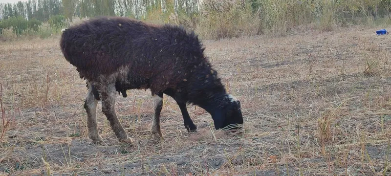 Kotta va qozi Qochqorla sotamiz — фото 6