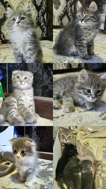 Котята породы скоттиш фолд и скоттиш страйт 1 Котята породы скоттиш фолд и скоттиш страйт 1