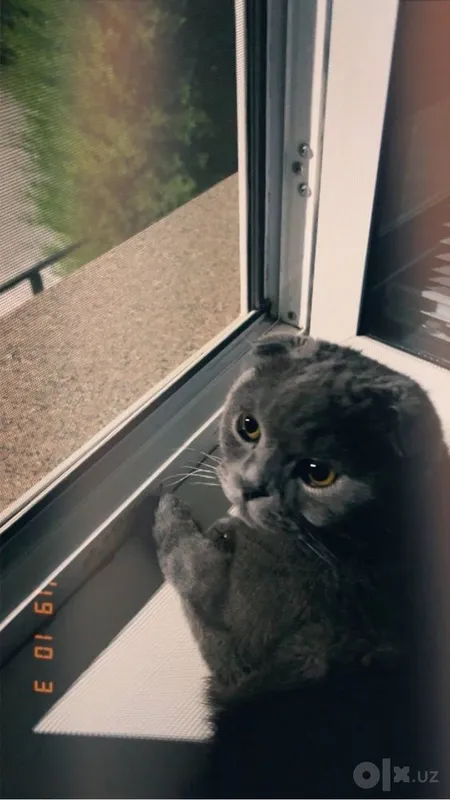 Кот породы scottish fold 1 Кот породы scottish fold 1