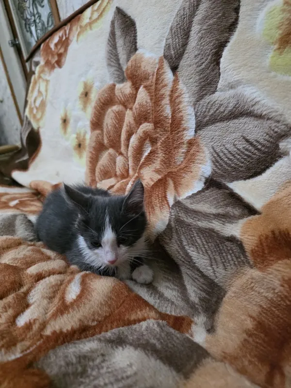 В добрые руки красивый котенок 3