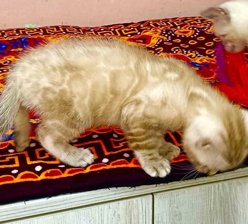 Бенгальские котята — фото 2