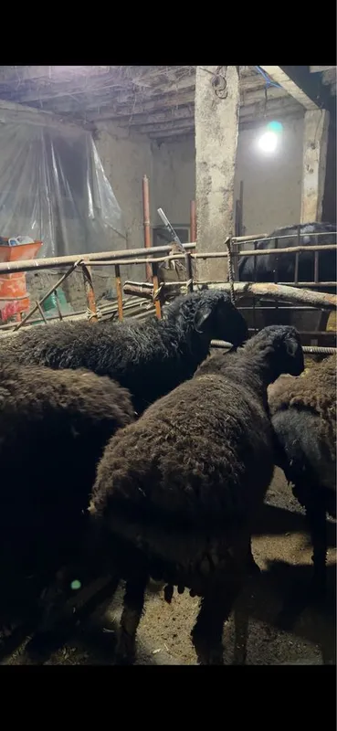 Hisori quchqorlar sotiladi SROCHNA!!! Qurbonlik va naslga — фото 4