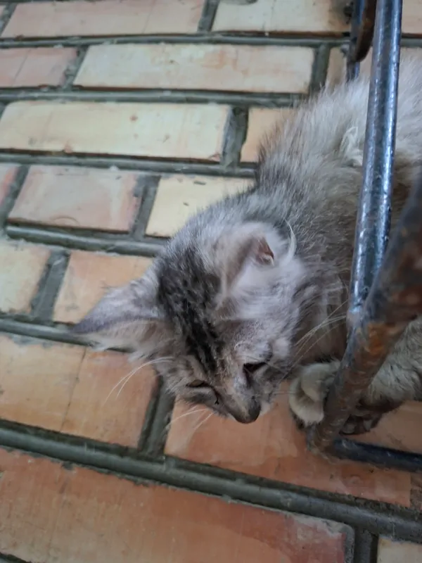 Кошечка ищет дом 1