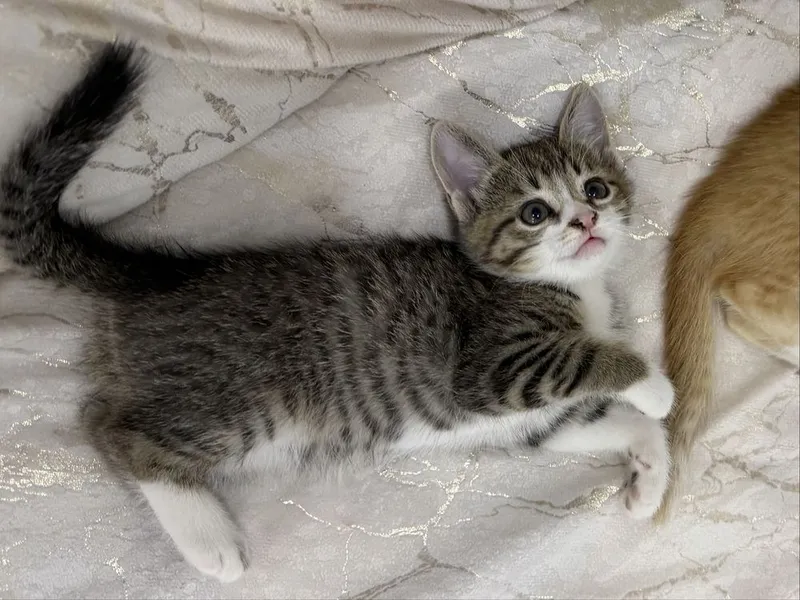 кошечка девочка, 2 месячная кошечка девочка, 2 месячная