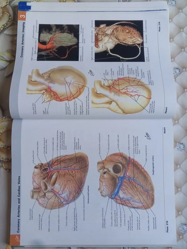 ОРИГИНАЛ! Atlas of human Anatomy Netter — фото 1