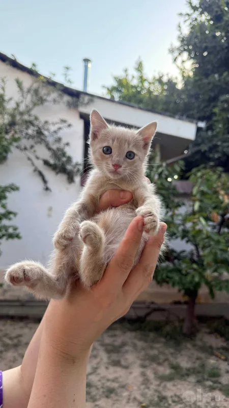 Бесплатно котята мушук 3 Бесплатно котята мушук 3