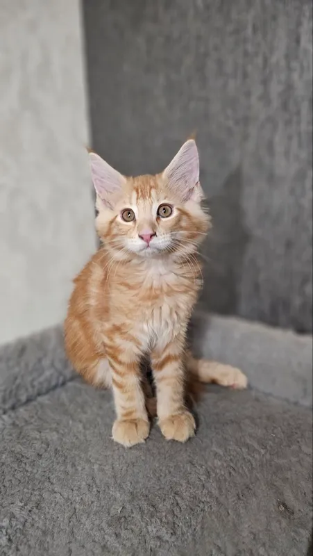 Котята породы Мейн кун полидакты 5