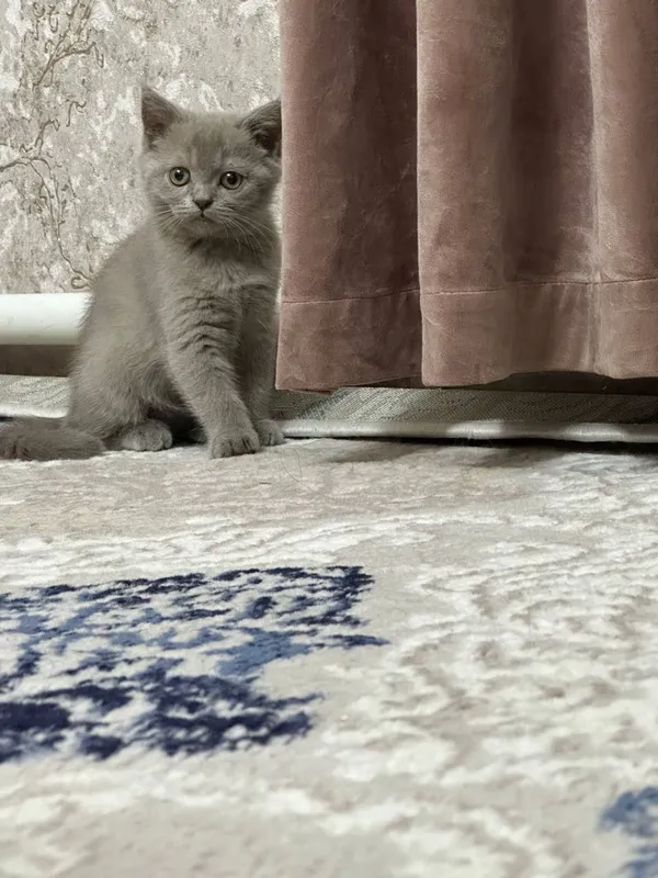 Очаровательные котята ищут дом 1 Очаровательные котята ищут дом 1