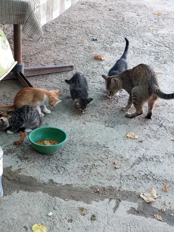 Отдадим кошек/котов бесплатно в хорошие руки . — фото 5