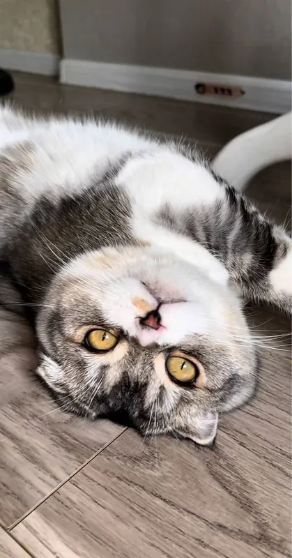 Scottish fold mushuk faqat AYOLLARGA! 1 Scottish fold mushuk faqat AYOLLARGA! 1
