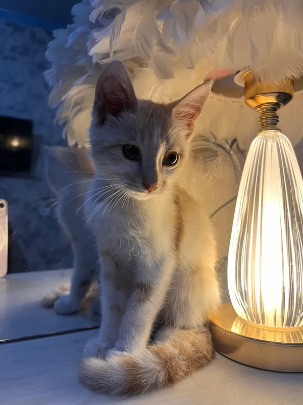 Кошка 1 Кошка 1