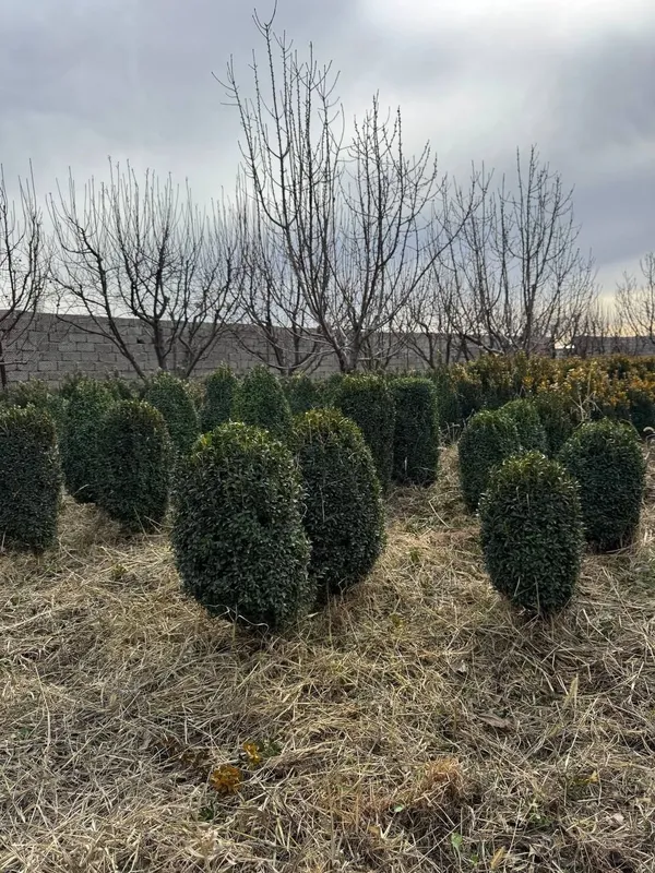 Shamshot sifatli 7 yillik