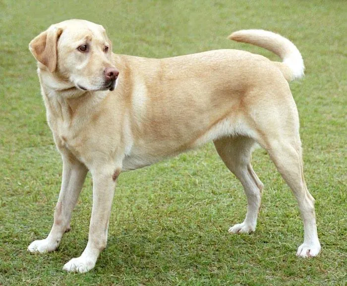 Labrador retriver bilan juftlashtirish uchun izlayapmiz Labrador retriver bilan juftlashtirish uchun izlayapmiz