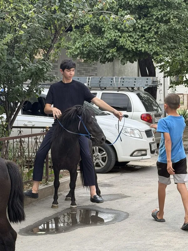 Пони от сотилади 3