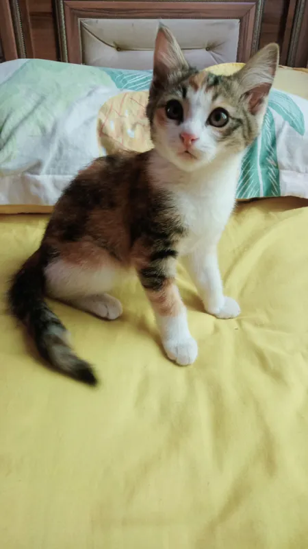 hadya qilinadi 1 hadya qilinadi 1