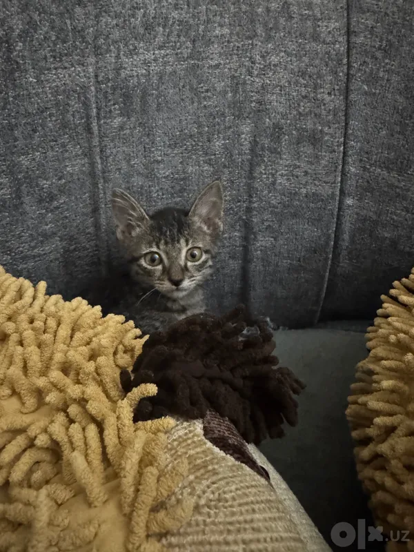 Котята маленькие домашние 3 Котята маленькие домашние 3