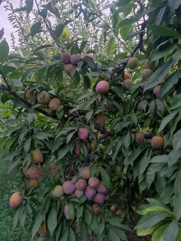 Японка слива сладкая 2 Японка слива сладкая 2