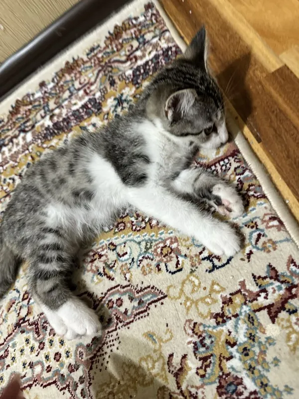Котенок 2 месяца — фото 1
