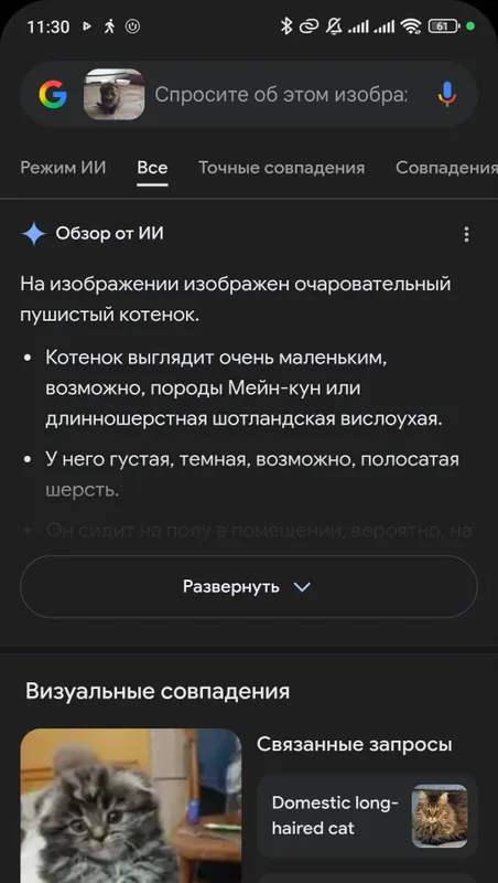 Продаётся котенок. Мушукча сотилади — фото 6