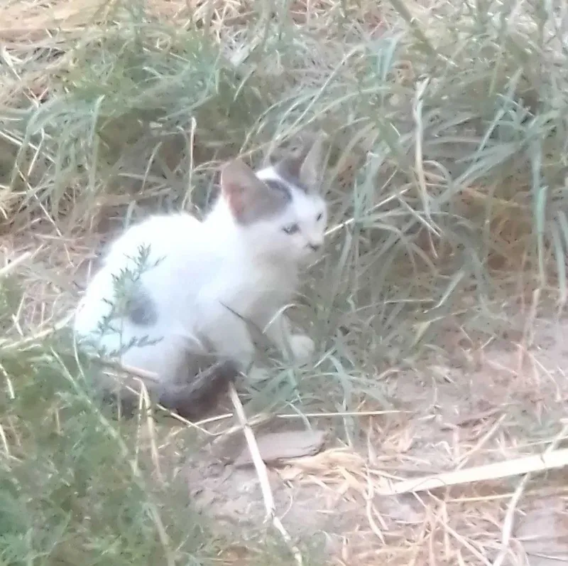 Otdam darom kotyat 5 Otdam darom kotyat 5