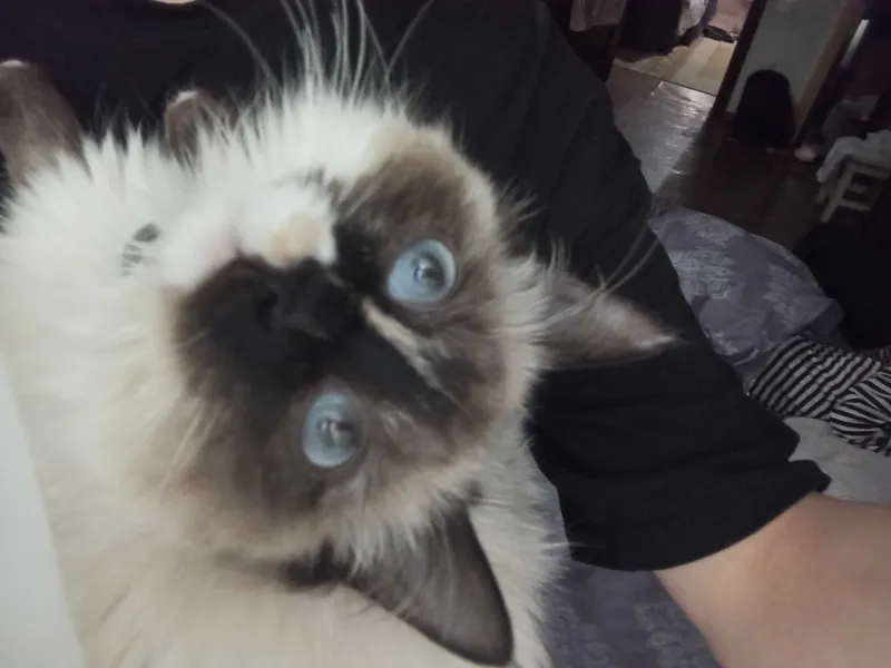 Отдам кошку даром 1 Отдам кошку даром 1