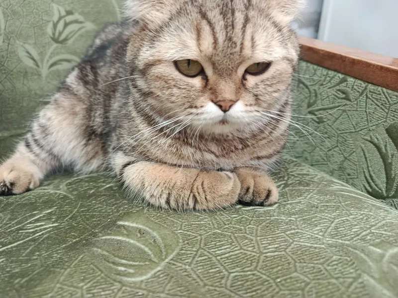 Мушук сотиляпти Скоттиш фолд — фото 2