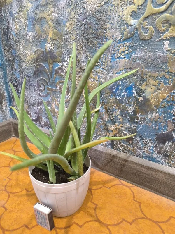 Aloe Vera. Алоэ Вера. Цветы для дома и офиса.