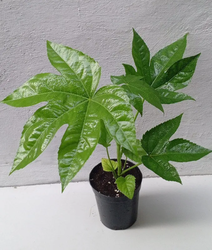Фатсия японская (Fatsia japonica). Экзотические цветы для дома и офиса Фатсия японская (Fatsia japonica). Экзотические цветы для дома и офиса