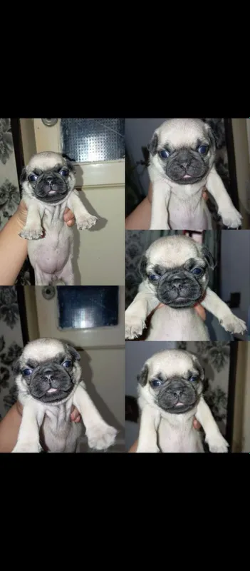 mops kuchukchalari sotiladi 1 mops kuchukchalari sotiladi 1