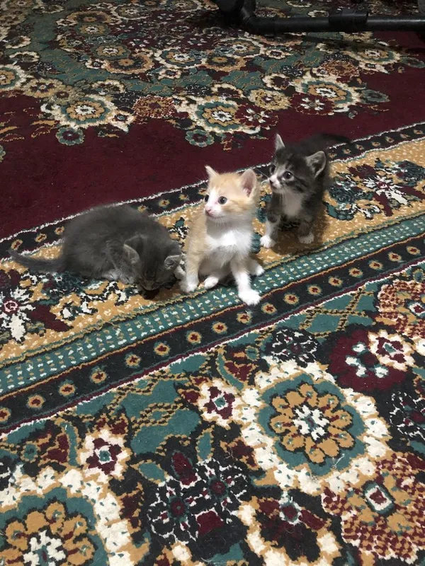 Котята в добрые руки