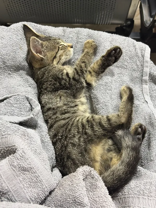 Котенок в добрые руки — фото 1
