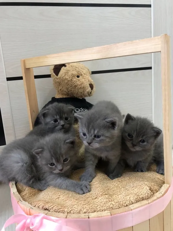 Продажа котят (Британский Шиншила) — фото 2