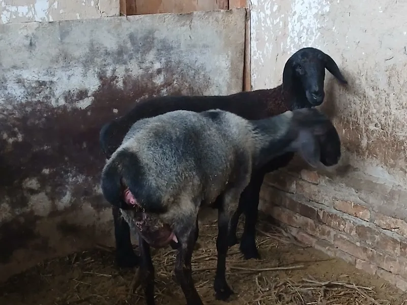 Qo'y qo'zichog'i bilan — фото 2