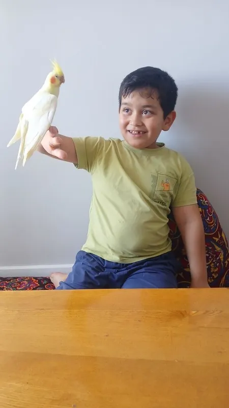 Karella papugay kafasi bilan birga sotiladi — фото 1