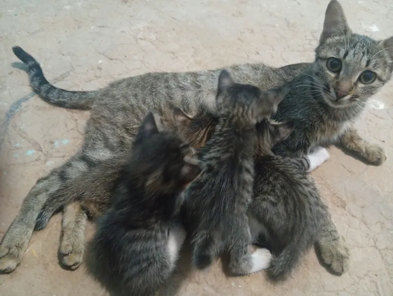 4 jaji bir biridan chiroyli mushukchalar onasi bn 4 jaji bir biridan chiroyli mushukchalar onasi bn