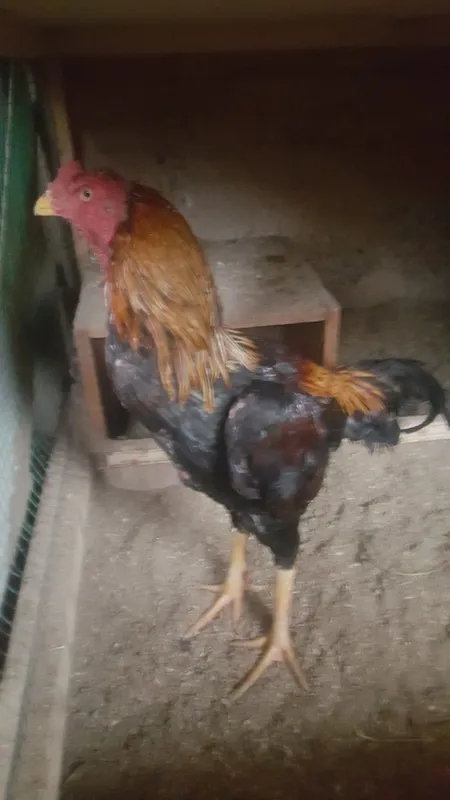 Dakan tuhumi bor
