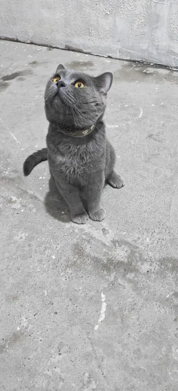 Vyazka qiz mushuklarni taklif qilamiz 4 Vyazka qiz mushuklarni taklif qilamiz 4